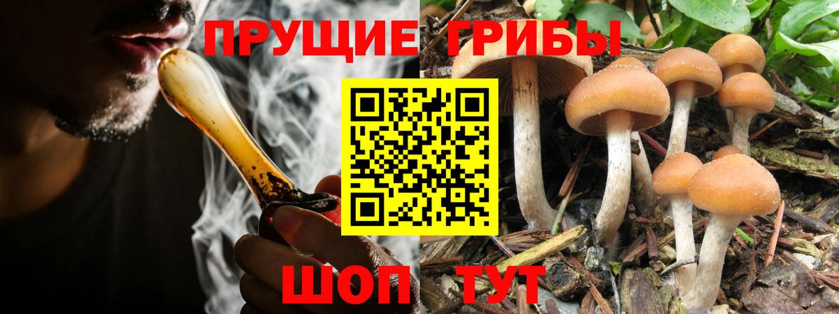 закладки  Галлюциногенные грибы Cubensis  Лесосибирск  Вход с VPN  Псилоцибиновые грибы Psilocybine cubensis 